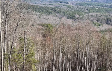Murphy NC, USA